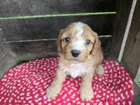 Redwood, a male Cavapoo for sale in Goshen, IN – 3 of 5
