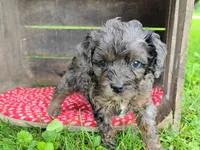 Lilac, a female Cavapoo for sale in Goshen, IN – 1 of 5