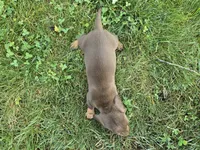 Mocha, a female Miniature Dachshund for sale in Goshen, IN – 4 of 5