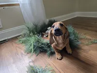 Cortado, a male Miniature Dachshund for sale in Goshen, IN – 4 of 5