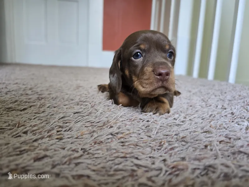 Milo – Miniature Dachshund puppy for sale in Goshen, IN