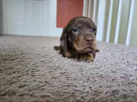 Milo, a male Miniature Dachshund for sale in Goshen, IN – 1 of 5