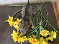 Bourbon, a male Miniature Dachshund for sale in Goshen, IN – Photo 3 of 4