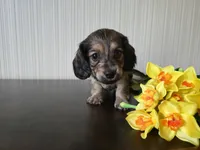 Bourbon, a male Miniature Dachshund for sale in Goshen, IN – Photo 2 of 4