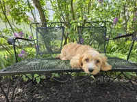 Luigi, a male Cavapoo for sale in Goshen, IN – 2 of 4