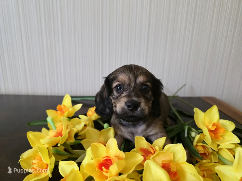 Bourbon – Miniature Dachshund puppy for sale in Goshen, IN