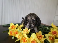 Bourbon, a male Miniature Dachshund for sale in Goshen, IN – Photo 4 of 4