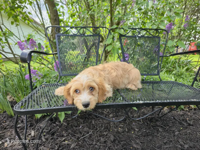 Luigi – Cavapoo puppy for sale in Goshen, IN