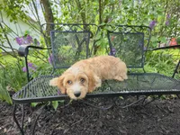 Luigi, a male Cavapoo for sale in Goshen, IN – 1 of 4