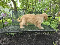 Luigi, a male Cavapoo for sale in Goshen, IN – 4 of 4