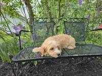 Luigi, a male Cavapoo for sale in Goshen, IN – 3 of 4