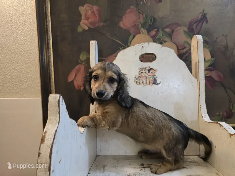 Bourbon – Miniature Dachshund puppy for sale in Goshen, IN
