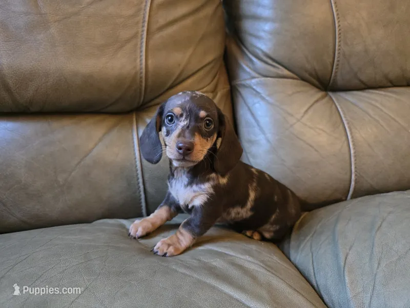 Anne – Miniature Dachshund puppy for sale in Goshen, IN