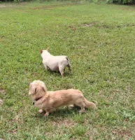 French Bullweiner (French Bull Dach) Boy, a male French Bulldog and Miniature Dachshund for sale in Atlanta, GA – 4 of 6