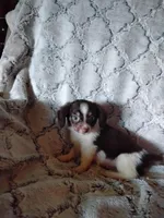 Candy, a female Pomchi for sale in Atlanta, GA – 4 of 6