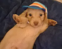 Solid Cream Boy 1, a male Miniature Dachshund for sale in Atlanta, GA – 5 of 10