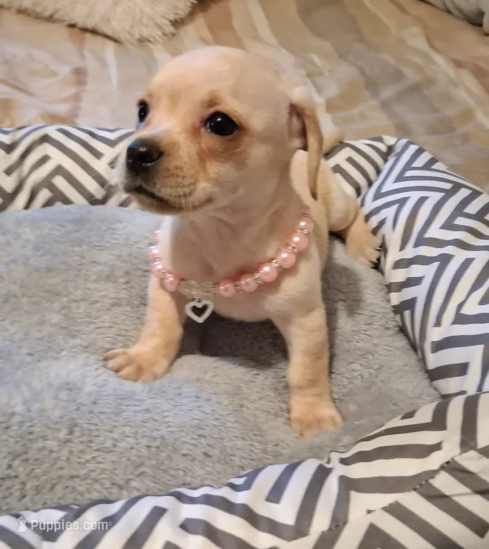 French Bullweiner (French Bull Dach) Girl  – French Bulldog, Miniature Dachshund puppy for sale in Atlanta, GA