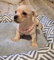 French Bullweiner (French Bull Dach) Girl , a female French Bulldog and Miniature Dachshund for sale in Atlanta, GA – 4 of 9