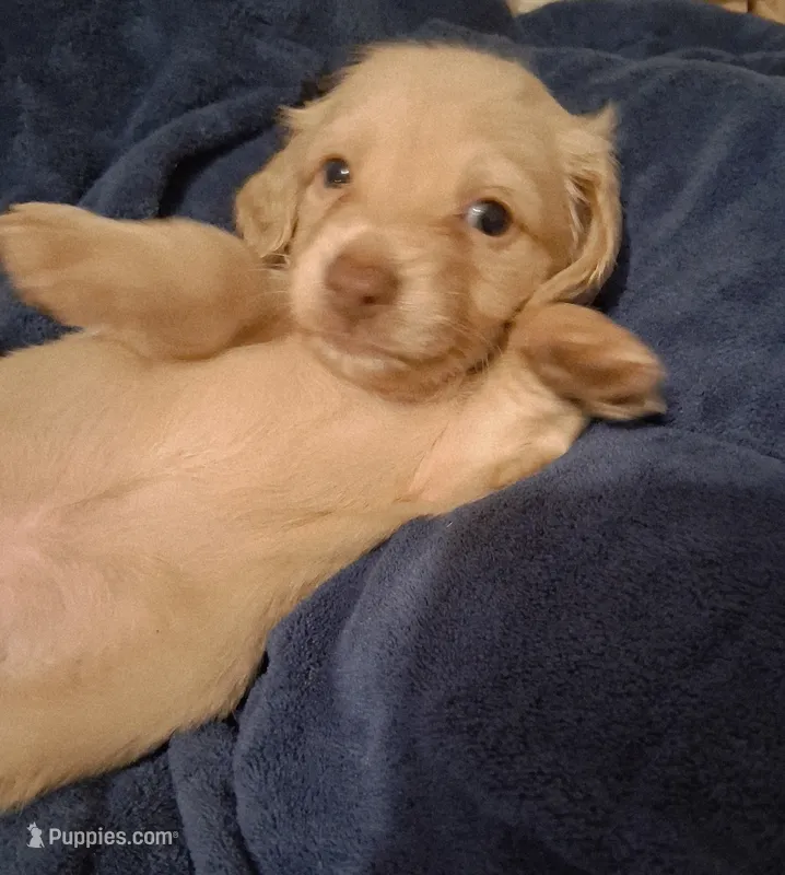 Cooper – Miniature Dachshund puppy for sale in Atlanta, GA