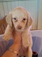 Archie, a male Miniature Dachshund for sale in Atlanta, GA – 4 of 8