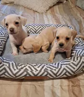 French Bullweiner (French Bull Dach) Girl , a female French Bulldog and Miniature Dachshund for sale in Atlanta, GA – 9 of 9