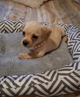 French Bull Dach Girl, a female French Bulldog and Miniature Dachshund for sale in Atlanta, GA – 7 of 10