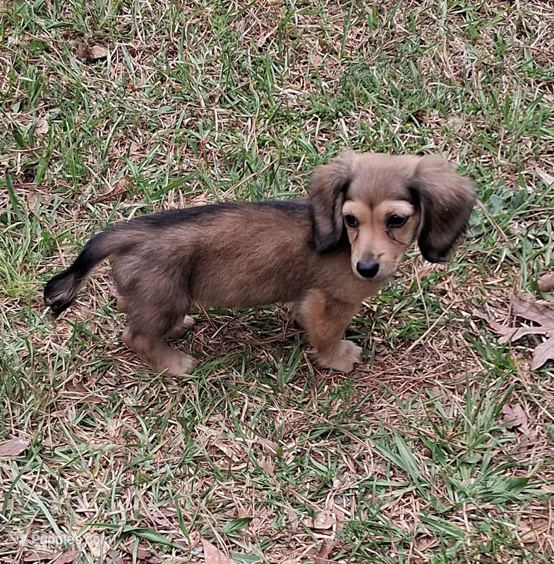Shaded Cream Girl AKC – Miniature Dachshund puppy for sale in Atlanta, GA
