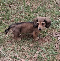 Shaded Cream Girl , a female Miniature Dachshund for sale in Atlanta, GA – 2 of 4