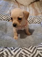 French Bull Dach Girl, a female French Bulldog and Miniature Dachshund for sale in Atlanta, GA – 9 of 10