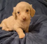 Cooper, a male Miniature Dachshund for sale in Atlanta, GA – 5 of 10