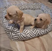 French Bullweiner (French Bull Dach) Girl , a female French Bulldog and Miniature Dachshund for sale in Atlanta, GA – 8 of 9