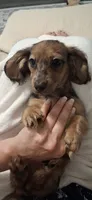 Heidi Longhaired Miniature , a female Miniature Dachshund for sale in Mcdonough, GA – 9 of 10
