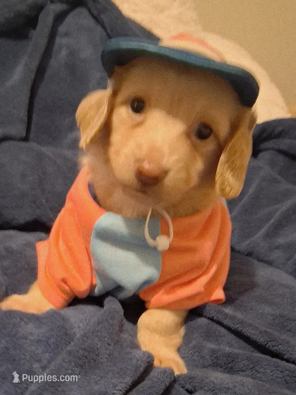Cooper – Miniature Dachshund puppy for sale in Atlanta, GA