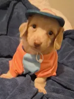 Cooper, a male Miniature Dachshund for sale in Atlanta, GA – 1 of 10