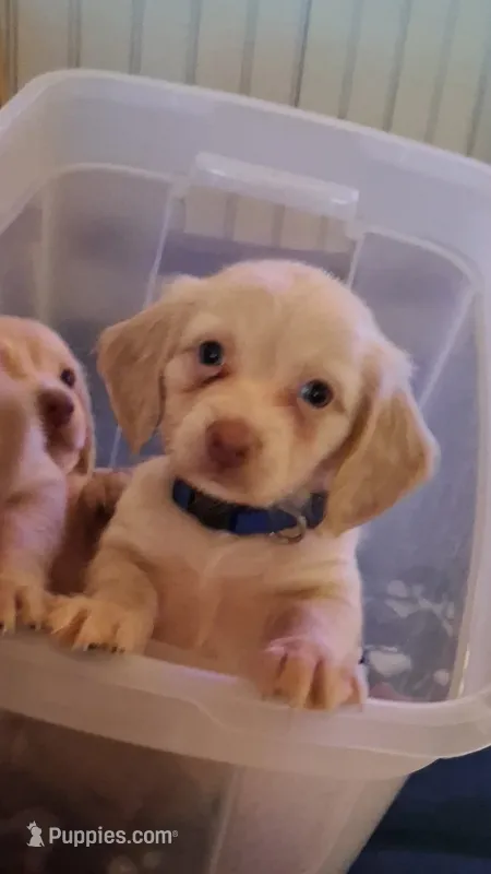 Archie – Miniature Dachshund puppy for sale in Atlanta, GA