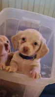 Archie, a male Miniature Dachshund for sale in Atlanta, GA – 1 of 8