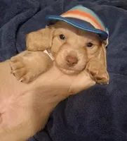Solid Cream Boy 1, a male Miniature Dachshund for sale in Atlanta, GA – 1 of 10