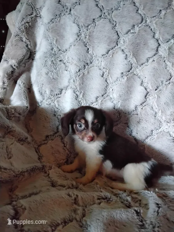 Candy – Pomchi puppy for sale in Atlanta, GA