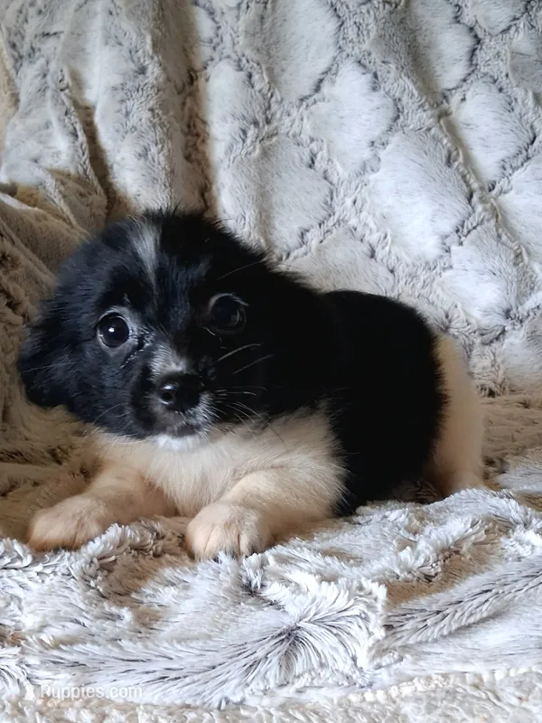 Oreo – Pomchi puppy for sale in Atlanta, GA