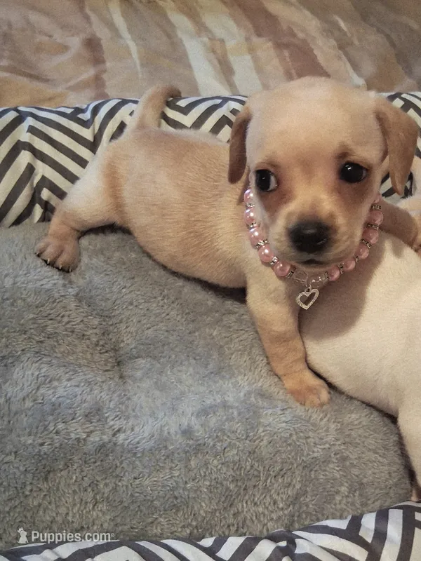 French Bull Dach Girl – French Bulldog, Miniature Dachshund puppy for sale in Atlanta, GA