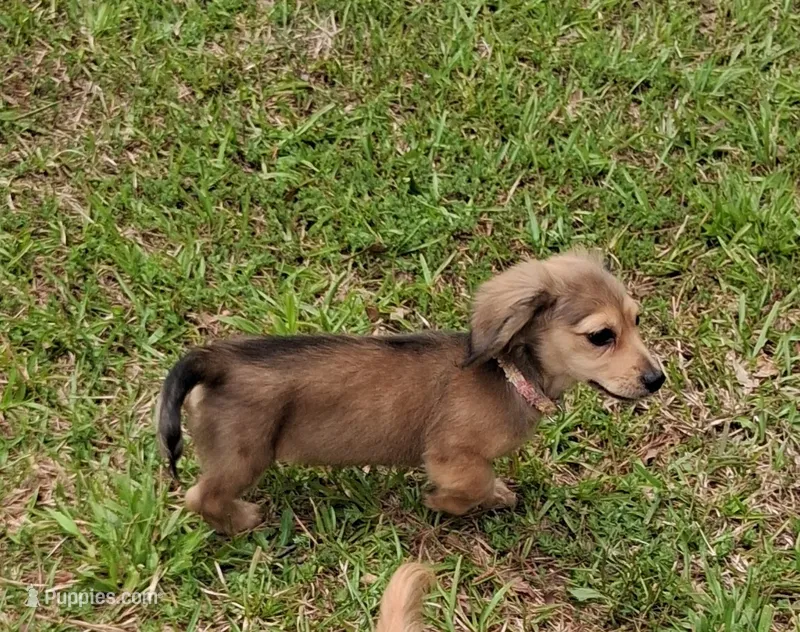 Pixie – Miniature Dachshund puppy for sale in Atlanta, GA