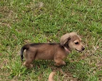 Pixie, a female Miniature Dachshund for sale in Atlanta, GA – 1 of 7