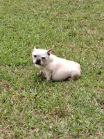 French Bullweiner (French Bull Dach) Boy, a male French Bulldog and Miniature Dachshund for sale in Atlanta, GA – 5 of 6