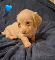 Cooper, a male Miniature Dachshund for sale in Atlanta, GA – 8 of 10