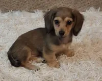 Pixie, a female Miniature Dachshund for sale in Atlanta, GA – Photo 1 of 2