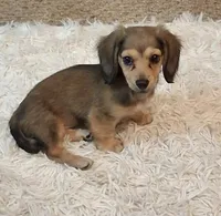 Pixie, a female Miniature Dachshund for sale in Atlanta, GA – Photo 2 of 2