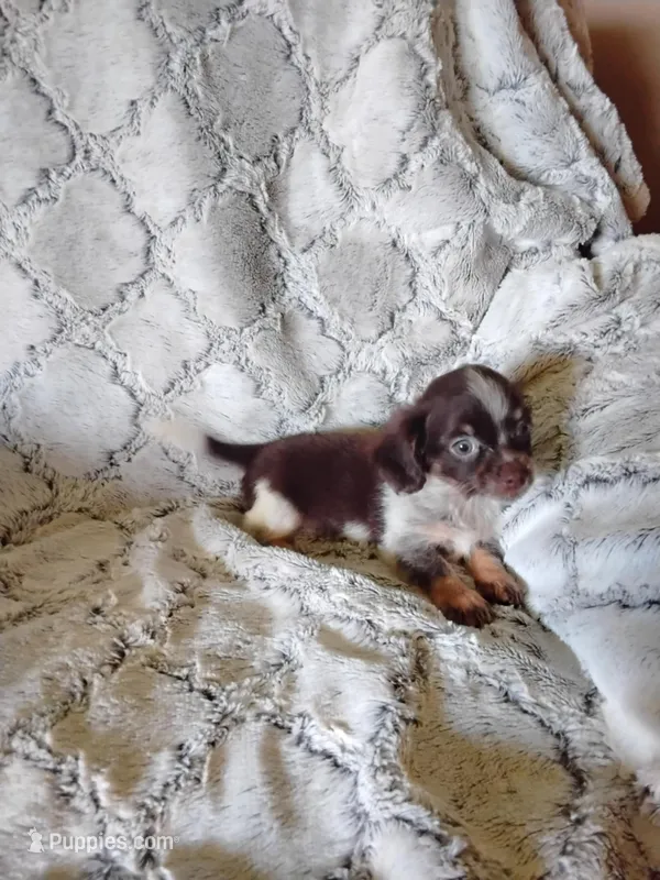 Muffin – Pomchi puppy for sale in Atlanta, GA