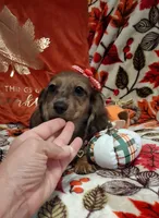 Heidi, a female Miniature Dachshund for sale in Mcdonough, GA – 5 of 10