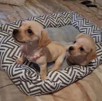 French Bullweiner (French Bull Dach) Girl , a female French Bulldog and Miniature Dachshund for sale in Atlanta, GA – 6 of 9