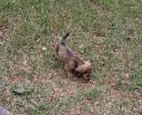 Pixie, a female Miniature Dachshund for sale in Atlanta, GA – 6 of 7